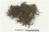 藏品(鳳尾苔屬)的圖片